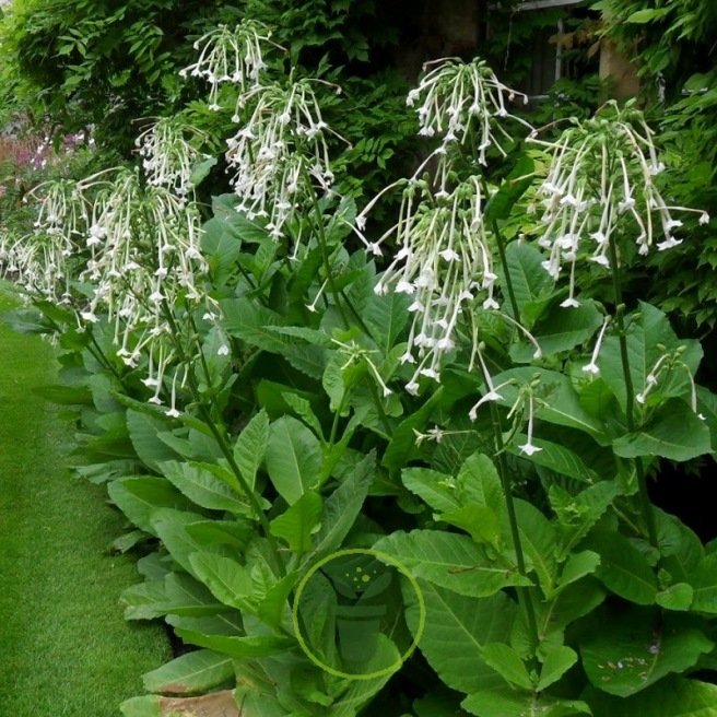 Nicotiana sylvestris – Grand tabac d'ornement 600 graines