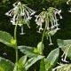 Nicotiana sylvestris - Grand Tabac sylvestre