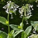 Nicotiana sylvestris - Grand Tabac sylvestre ou sylvatique 800 graines