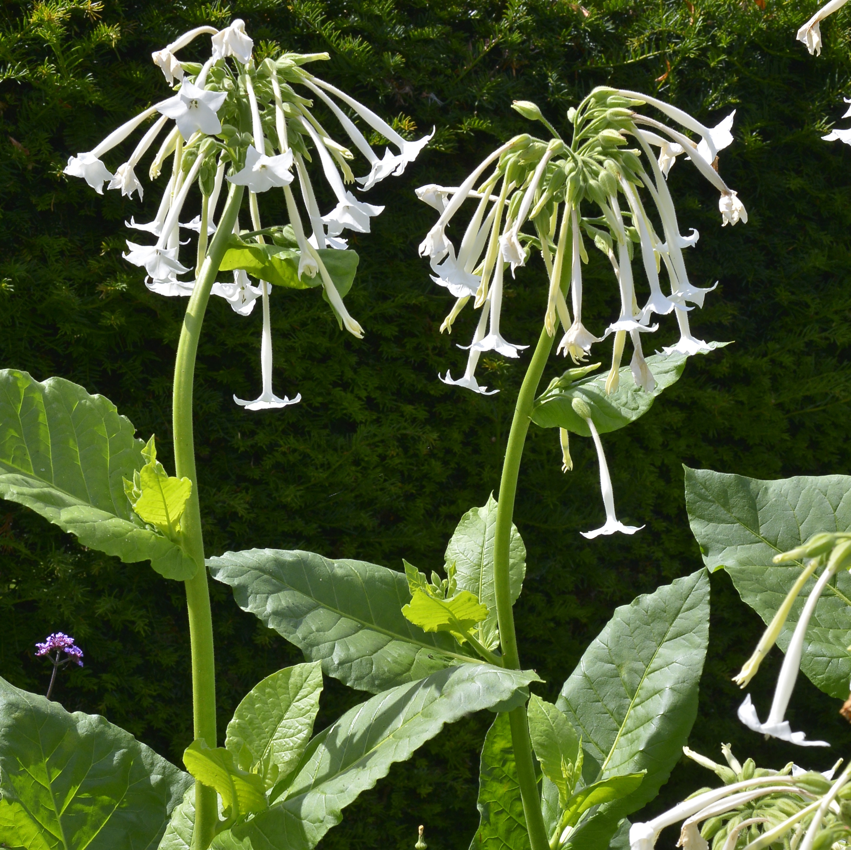 Nicotiana sylvestris – Grand tabac d'ornement 600 graines