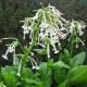 Nicotiana sylvestris - Grand Tabac sylvestre