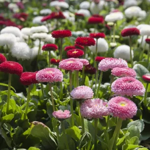 PAQUERETTE DOUBLE VARIEE (Bellis) 300 graines