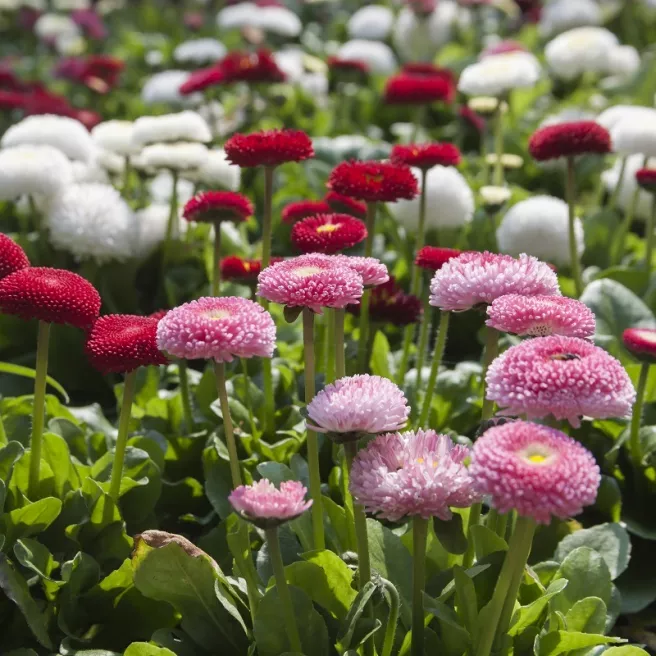 PAQUERETTE DOUBLE VARIEE (Bellis) 300 graines