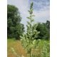 Absinthe - Artemisia absinthium 2000 graines