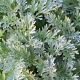 Absinthe - Artemisia absinthium 2000 graines
