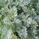Absinthe - Artemisia absinthium 2000 graines