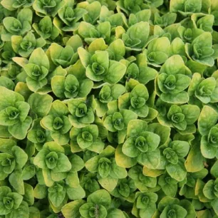 MARJOLAINE OFFICINALE 700 graines