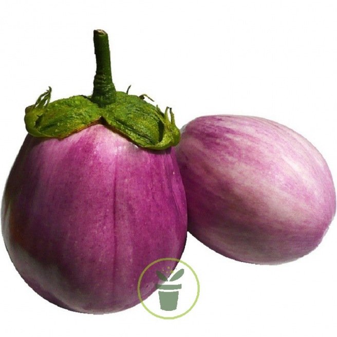 Aubergine Rotonda Bianca Sfumata Di Rosa Aubergine Rotonda Bianca Sfumata Di Rosa