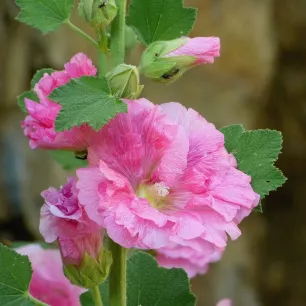 Rose trémière Majorette variée 80 GRAINES