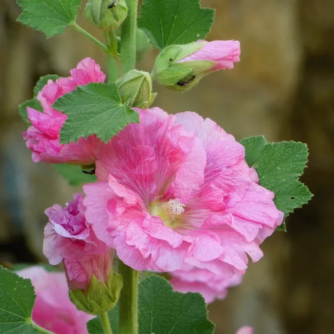 Rose trémière Majorette variée 80 GRAINES