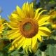 Tournesol (soleil) nain Sunspot BIO