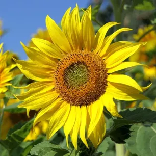 Tournesol (soleil) nain Sunspot BIO