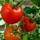 Tomates classiques et originales - Tomate Saint-Pierre