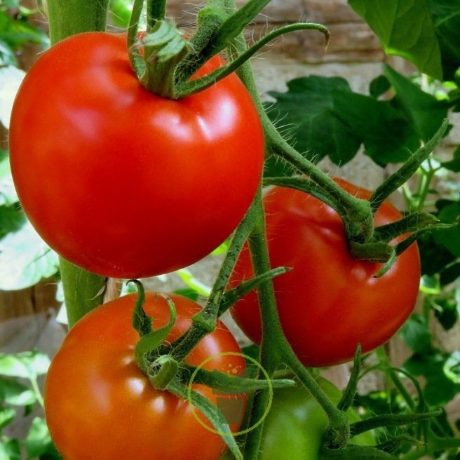 Tomates classiques et originales - Tomate Saint-Pierre Tomates classiques et originales - Tomate Saint-Pierre