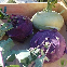 CHOU-RAVE VIOLET DELICATESS 300 graines