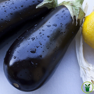 Graines d'aubergine Violetta Lunga de Barbantane, variété précoce provençale