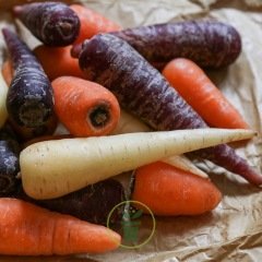 Carottes Blanche à Collet Vert