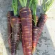 Carottes Cosmic Purple