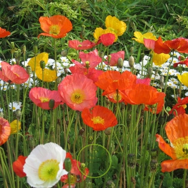 Pavot d'Islande - Pavot nudicaule