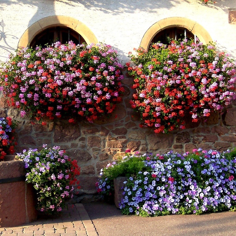 Géraniums retombants (balcon) à semer – Pélargonium Summertime