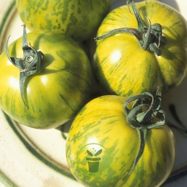 Tomate Green Zebra 40 graines