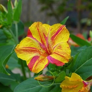 Graines de Belle de nuit Mira variée - Mirabilis jalapa