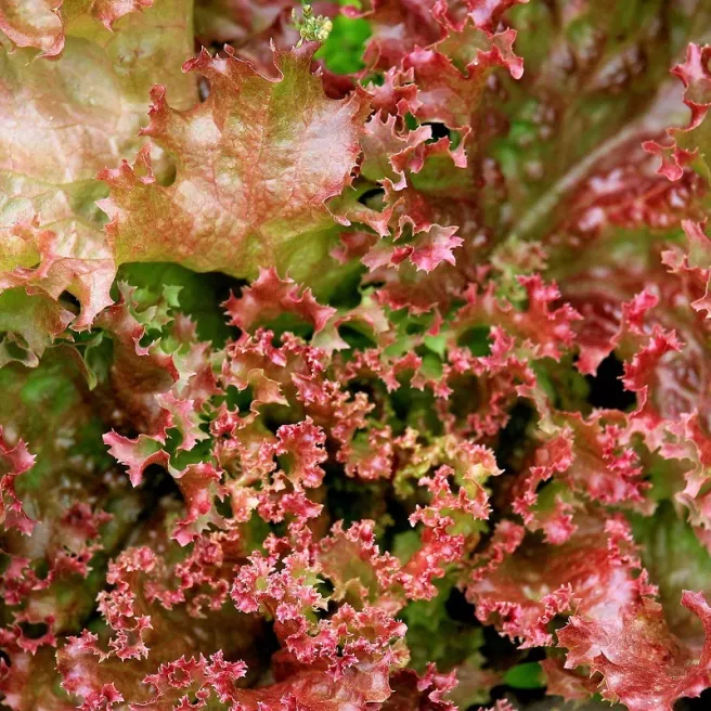 Laitue batavia Lollo Rossa