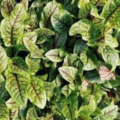 Oseille sanguine 300 graines