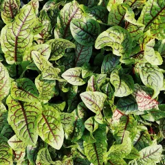 Oseille sanguine 300 graines