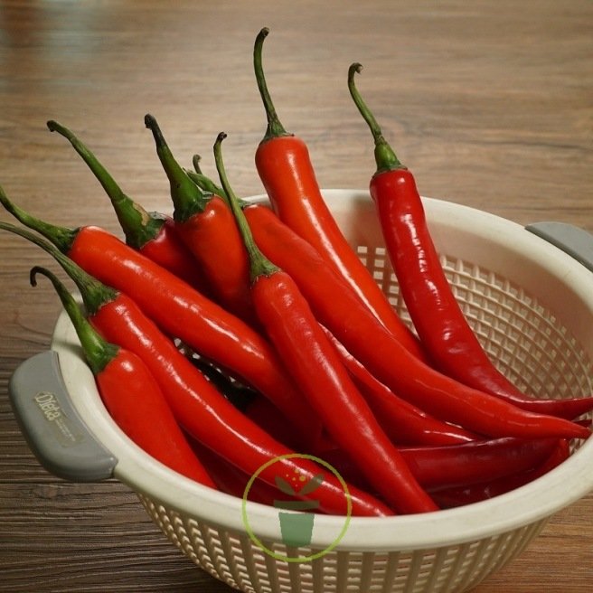 Piment Anaheim Chili Long Rouge – Fruits en forme de corne