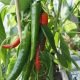 Piment Anaheim Chili Long Rouge ou Piment de Californie