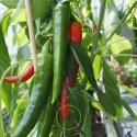 Piment Anaheim Chili Long Rouge 100 graines