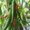 Piment Anaheim Chili Long Rouge 100 graines