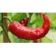 Piment Anaheim Chili Long Rouge ou Piment de Californie