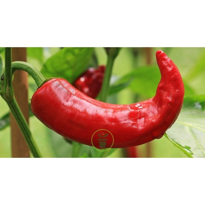 Piment Anaheim Chili Long Rouge ou Piment de Californie Piment Anaheim Chili Long Rouge ou Piment de Californie