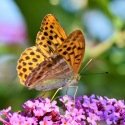 Mélange de fleurs pour papillons