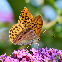 MELANGE FLEURI SPECIAL PAPILLONS 2 grammes (+/- 700 graines)