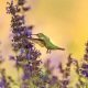 Mélange de fleurs pour oiseaux 2 grammes de graines