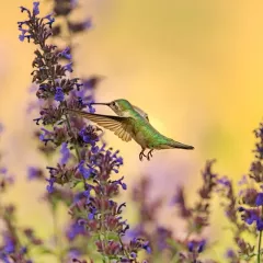 Mélange de fleurs pour oiseaux 2 grammes
