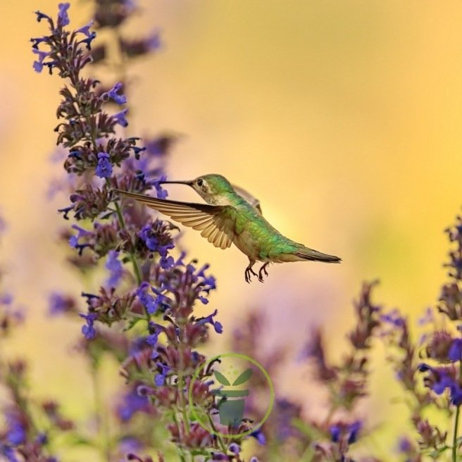 Semez ou laissez pousser des fleurs qui produisent des graines pour les  oiseaux