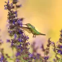 Mélange de fleurs pour oiseaux 2 grammes