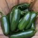 Piment Jalapeño 100 graines