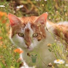 Boîte de plantation d'herbe à chat pour chat, plateaux de pépinière, kit d'intérieur  sans sol, pot hydroponique pour chaton, fenêtre de germination - AliExpress