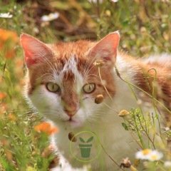 Bien-Être des Chats - Pack de 5 variétés
