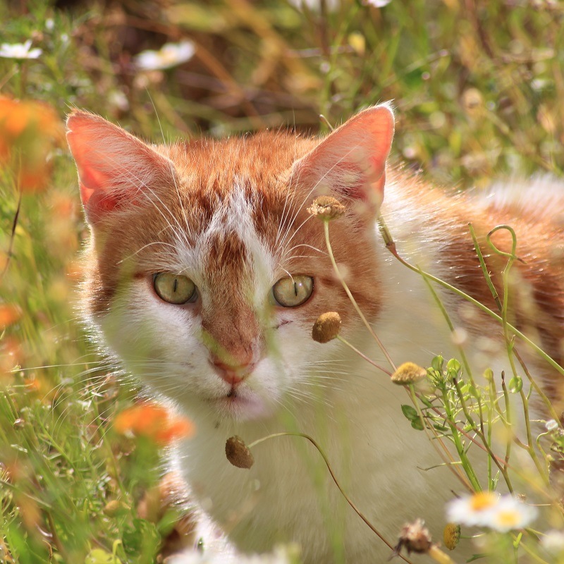 La valériane est-elle sans danger pour les chats ? – Animasoin