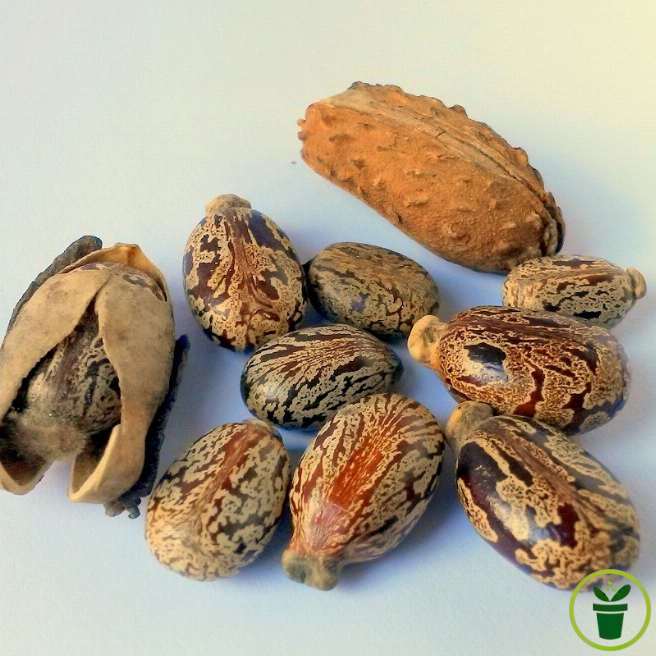 Ricin sanguin 15 graines