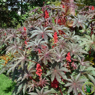 Ricin sanguin 15 graines