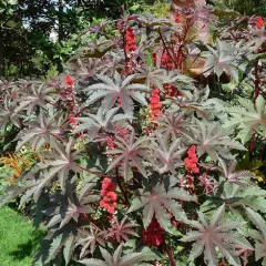 Ricin sanguin 10 graines