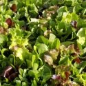 Mesclun , salades en mélange 2 grammes