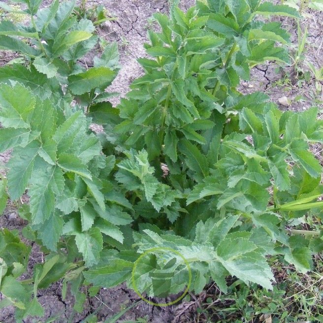 ACHE DES MONTAGNES (LIVECHE) 100 graines ACHE DES MONTAGNES (LIVECHE) 100 graines